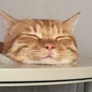 경기도 수원시 팔달구 경수대로443번길 이미지