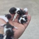 펫엔글라이더본점&로던트클럽 광주 네이버블로그