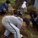 고구마캐기 체험행사 고구마의 효능 고구마 다이어트 한결어린이집 이미지