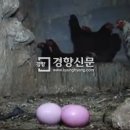 신기 이미지