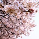 대구 두류공원 벚꽃 이미지