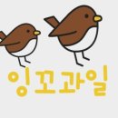 잉꼬과일 이미지