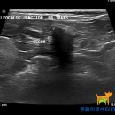 Dr.DOG 동물의료센터 이미지