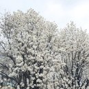 GS목련주유소 이미지