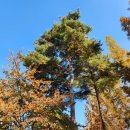 머꾸더머꾸 이미지