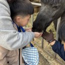 [재활승마 3회차] 고삐잡고 평보 그루밍하기, 평보에서 고삐조절하기 🐴 이미지