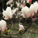 꽃피는 봄날 이미지