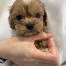 요기독 강아지분양 고양이분양 서울본점 | 서울강아지분양은 요기독에서!