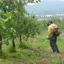 보람 농원 이미지