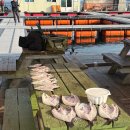 그린 낚시터 | 충남 당진 장고항 좌대 [ 그린좌대 ] 우럭 낚시 가격, 조황 솔직후기