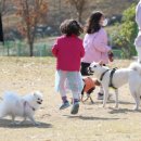 댕댕이를 부탁해 이미지