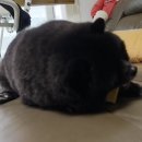 남산우리약국 | [2-57] 요오드 불응성 갑상선암 렌비마 치료기 _ 3년 2-3개월차