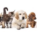 위드동물병원 이미지