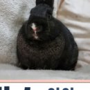 광주TNR동물병원(송정) 이미지