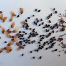 더덕농장 이미지