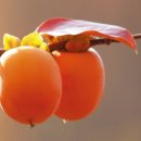 금오영농조합법인 이미지