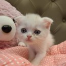 아리스타펫호텔 이미지