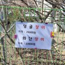 천리향 | [양평 가볼만한곳] 2026 봄 맞이 양평군산림조합 나무시장 솔직 방문 후기 - 천리향 구입