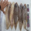 4월12일.특大생물참다랑어,뻘낙지,아귀(꼬리,위),해신탕,건조(간제미,박대,붕장어)바지락살,홍합살,새꼬막,칠게,홍어회,민물장어,배오징어 이미지