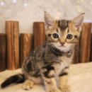 도그마루 강아지 고양이 양산화명점 이미지