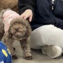 문산축산 | 파주 카라더봄 유기견보호센터 돌봄 봉사활동 평일 방문 후기