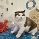 신사숙묘 이미지