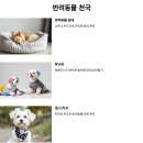 아기자기 반려 동물 옷 만들기 이미지