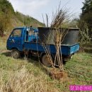 자두나무농장 이미지