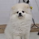 마티애견 이미지