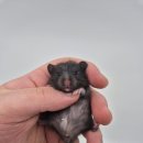 (주)폴리모프 이미지