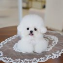 메리몽드 펫살롱 | 동탄강아지 클라씨퍼피 직접 방문해서 본 건강하고 예쁜 아이들 후기