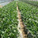 태기농장 이미지