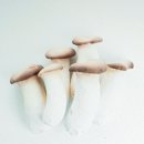 더치콩 이미지