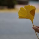 원도심 은행나무 이미지