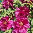 오월의 언덕 이미지