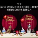 스튜디오9 | 서울 강아지 사진관 아이디어랩 스튜디오 견생9컷·생일파티 촬영 후기