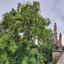 마로니에 이미지