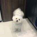 몽슈 펫그루밍샵 이미지