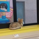 아이캣유 이미지