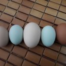 바보농장 이미지