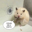 총총 이미지