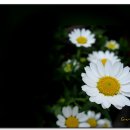 시인의마음 이미지