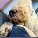 내안에너있DOG | [내안에너있DOG]매장 이전 했어요!!!