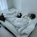 땡큐동물병원 | 당신의동물의료원 수원동물병원 고양이 신부전말기•칼리시::묘르신 변비 고양이병원