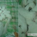통영풍차마을튜울립펜션 이미지