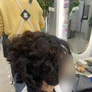 영헤어리드미용실 이미지