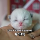 천안고양이 분양 냥블리 이미지