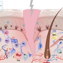 Re: 2015년 발견된 telocyte, 근막 재생 세포 -＞ somato-visceral reflex의 최신 논문 이해!! 이미지