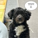 애니티코리아 이미지