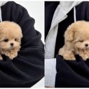 천안강아지분양 우리집퍼피 천안아산본점 (하이도그) | 강아지분양 수도권에 비해서는 훨씬 저렴한 가격이라 넘넘 편안한 천안강아지분양 우리집퍼피 천안아산본점